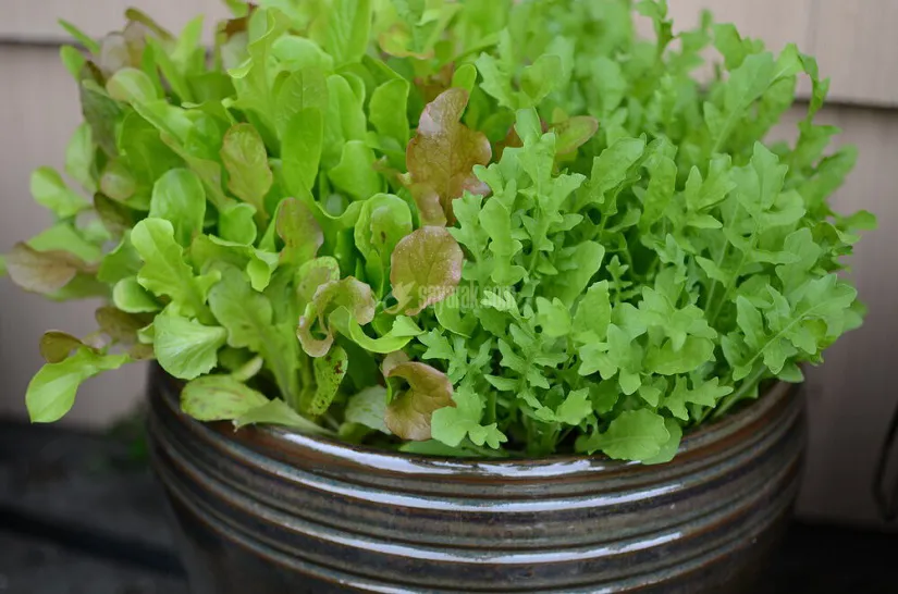 Lettuce+and+Arugula+growing+in+a+container_Seattle+Urban+Farm+Co.jpg