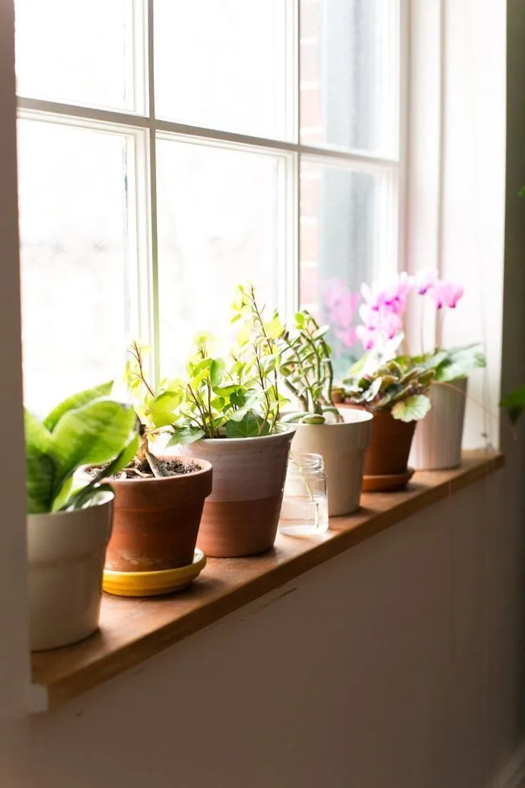 نور مناسب برای گیاهان