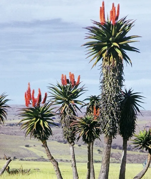 Aloe-plants-region-Transkei-South-Africa.jpg
