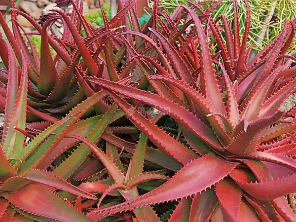 Aloe-cameronii-Red-Aloe1.jpg