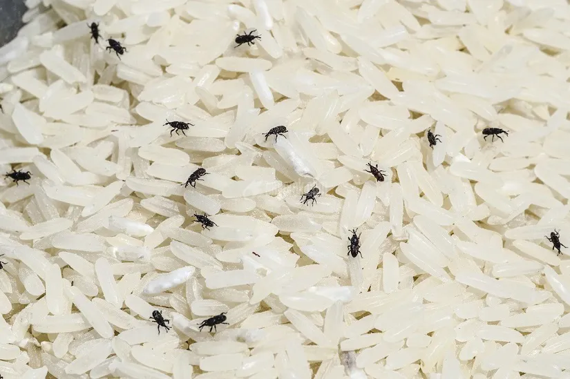 RICE-INFESTED-WITH-RICE-WEEVILS.jpg