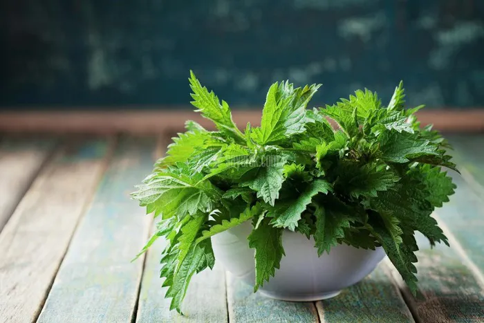 stinging-nettle-leaves-in-a-bowl-on-rustic-table.jpg