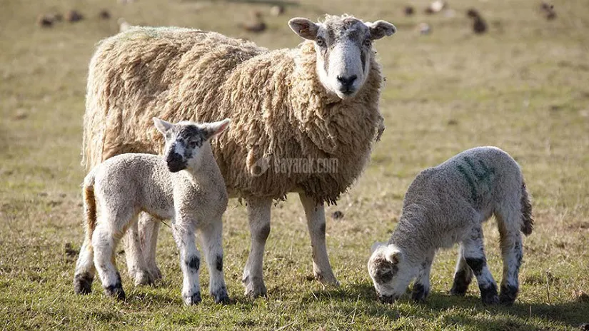 140319-ewe-and-lamb.jpg