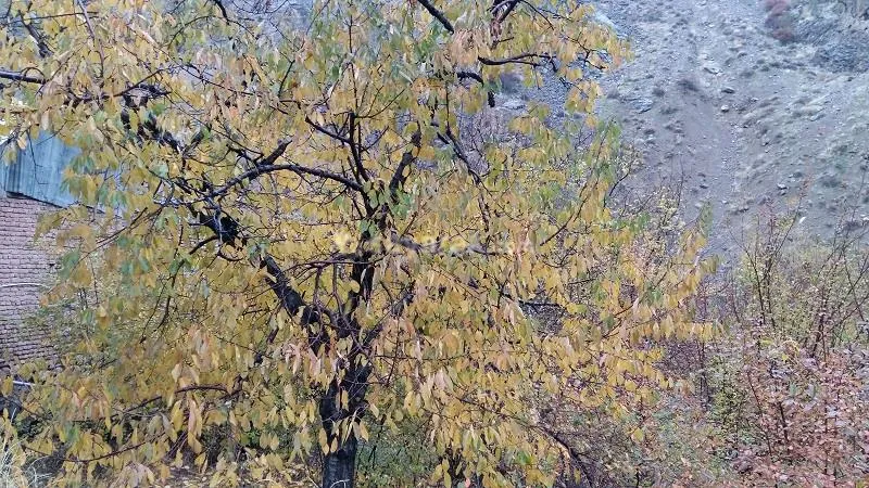طبیعت زیبای جاده چالوس پاییز سال97