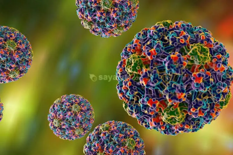 ویروس پاپیلومای انسانی  آنچه شما باید بدانید
