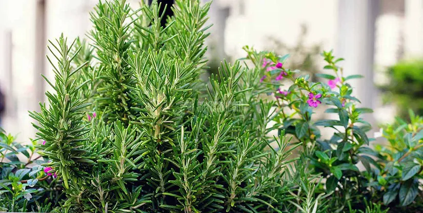 How-to-Grow-Rosemary-in-Containers-FB.jpg