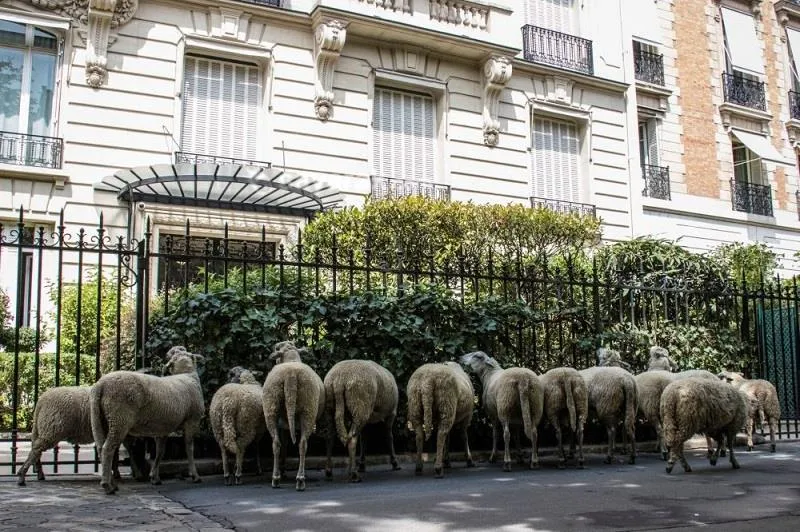 عکس های خنده دار از خیابان های پاریس
