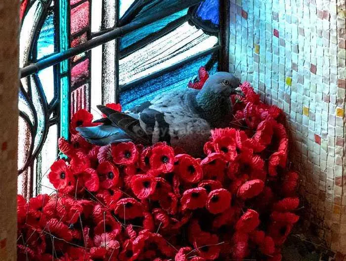 کبوتری که گل ها را از قبر یک سرباز گمنام می دزدید