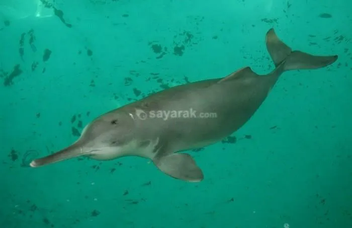 دلفین های رودخانه گنگ