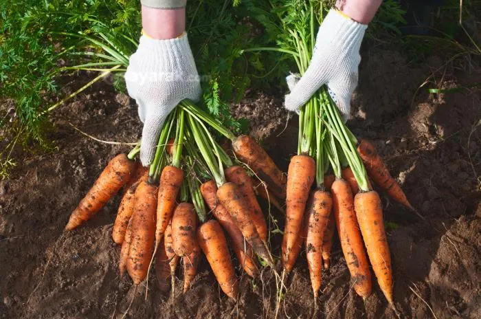 کدام سبزیجات را در کنار هم بکاریم تا محصول خوبی برداشت کنیم
