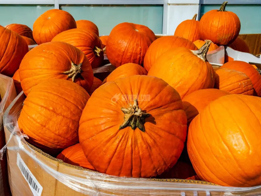 a-bunch-of-pumpkins-in-a-box.jpg