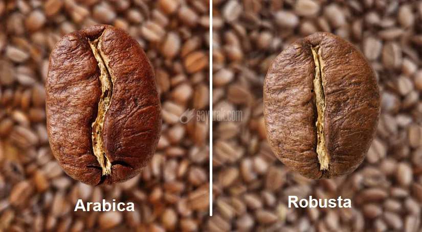 قهوه عربیکا و روبوستا